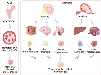 Epigenetic regulation of macrophage activation in chronic obstructive pulmonary disease